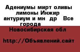 Адениумы,мирт,оливы,лимоны,Инжир, антуриум и мн .др - Все города  »    . Новосибирская обл.